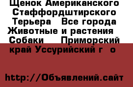 Щенок Американского Стаффордштирского Терьера - Все города Животные и растения » Собаки   . Приморский край,Уссурийский г. о. 